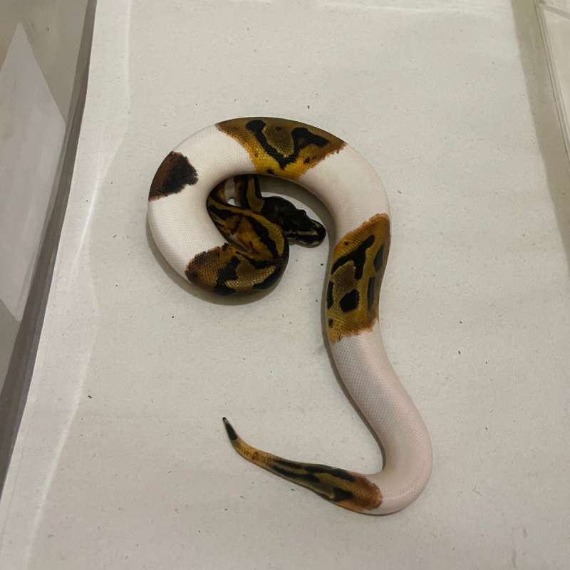 M Pied het Albino