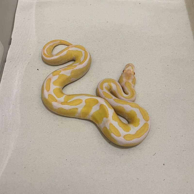 M Od Fire Albino Ph Pied