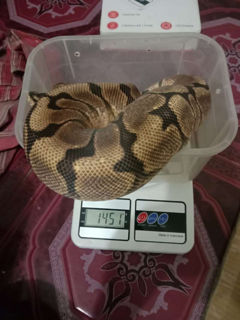 ball python 6ekor