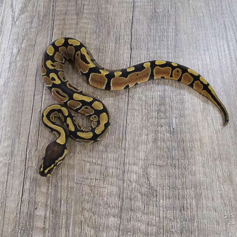 F REDSTRIPE HET CLOWN