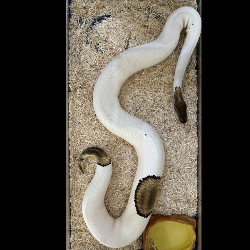 Mojave Pied