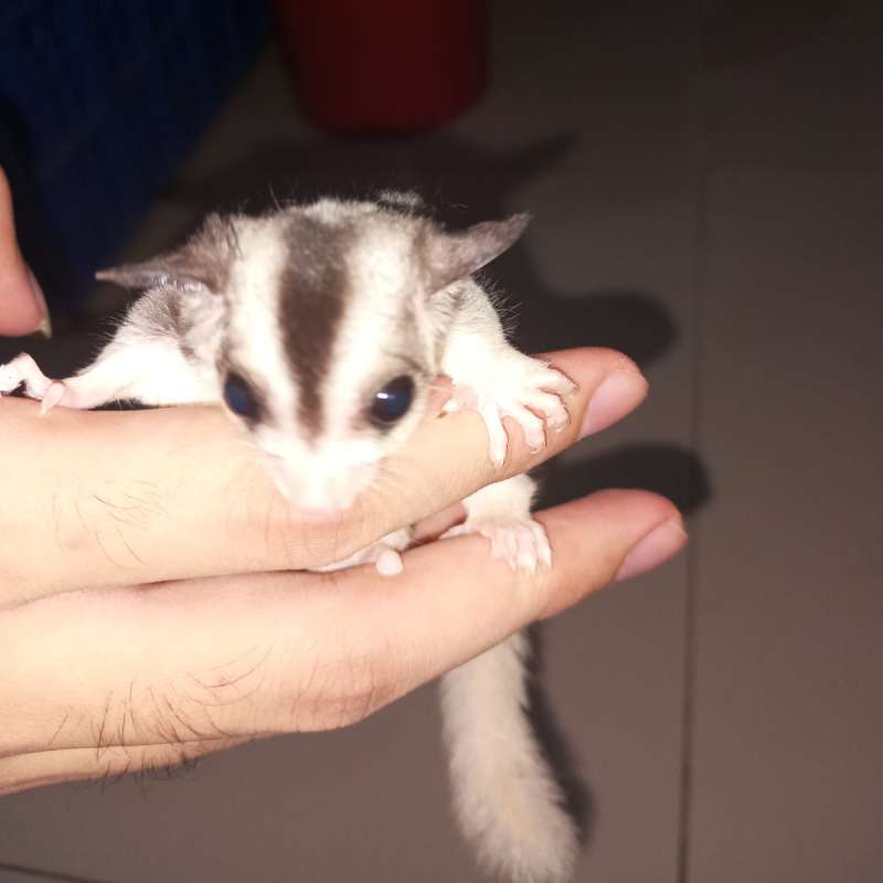 Sugar Glider Mozaic