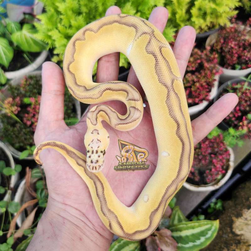 M Enchi lesser pastel clown