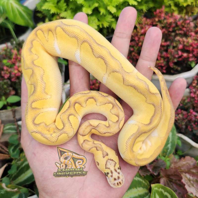 F Enchi Lesser Pastel YB Clown