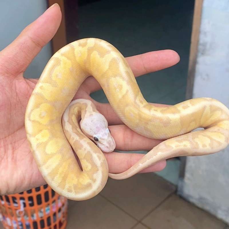 Banana enchi vanilla pastel poss supas