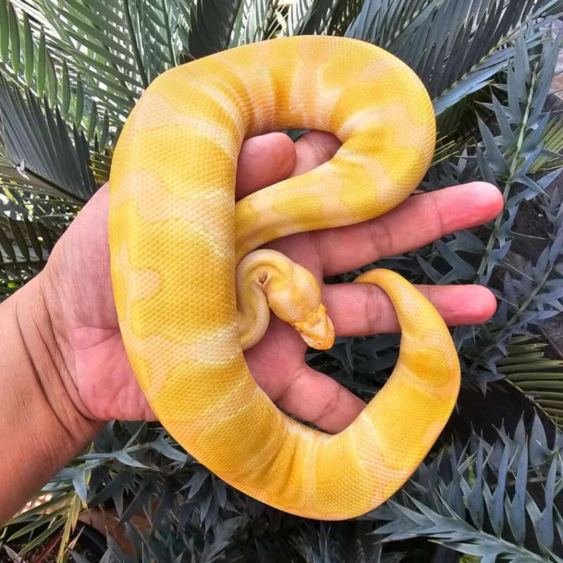 Albino Enchi 100% Het Pied