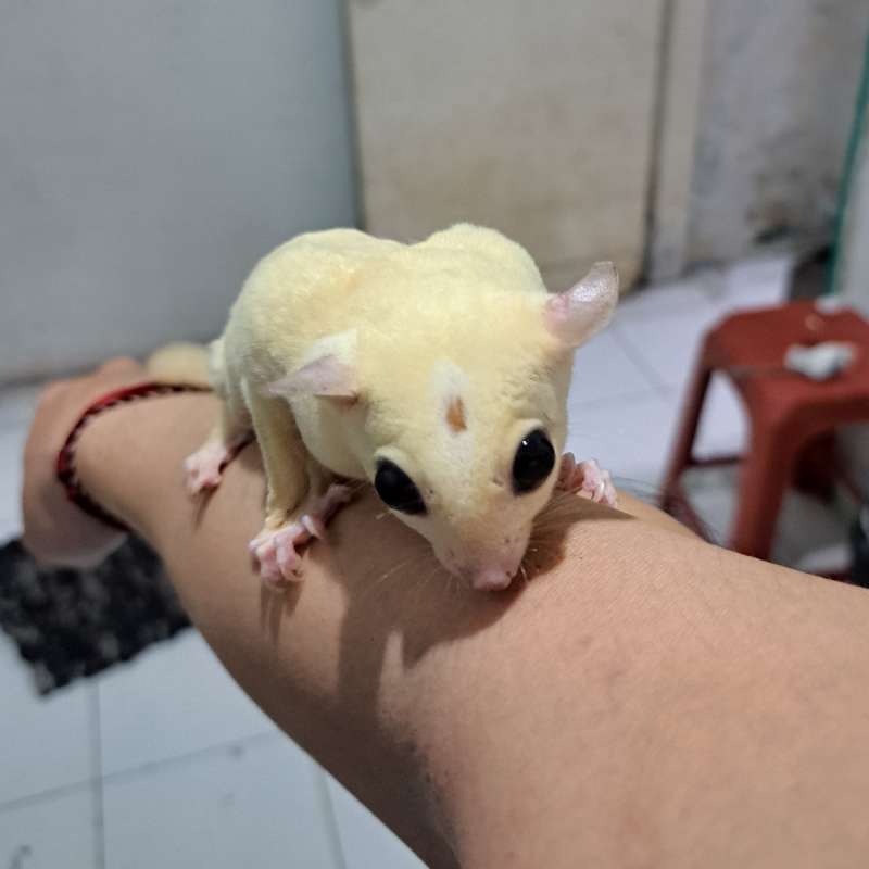 Sugar Glider Leucistik Pejantan siap kawin