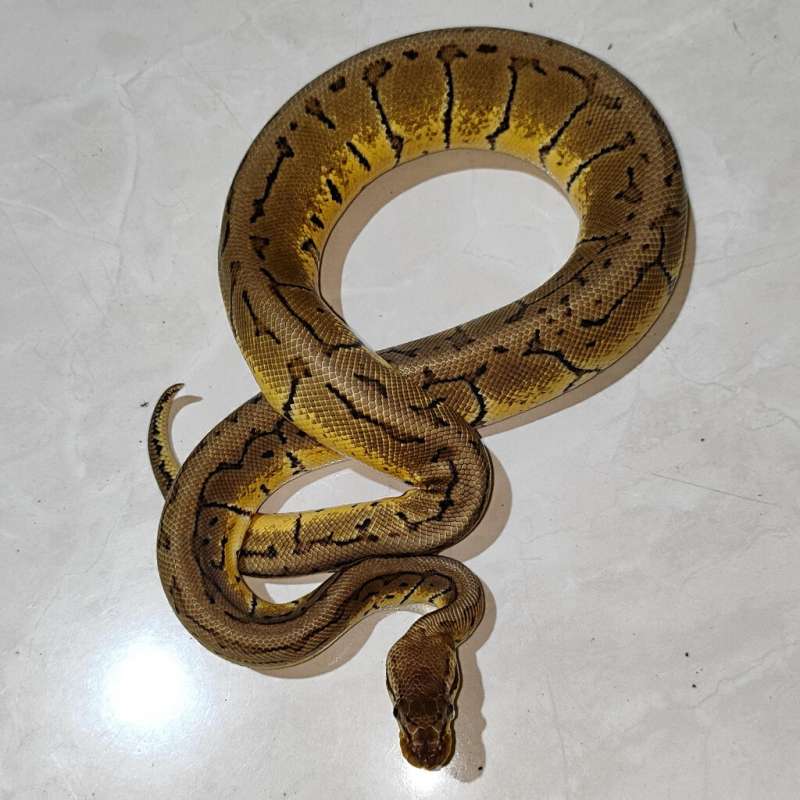 M – Lemon Blast het Albino