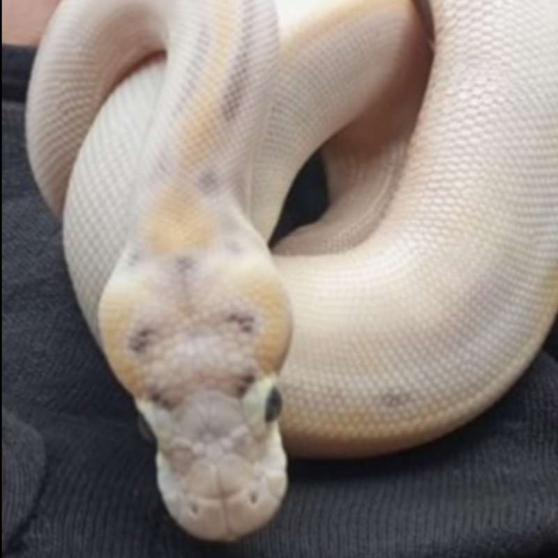 Silky way pastel ball python