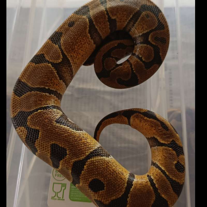 Pastel female