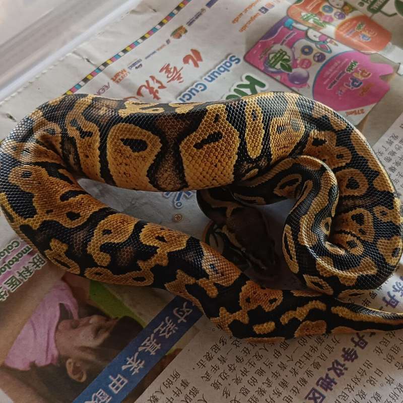 Pastel female