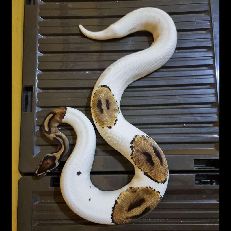 F Pied PH Albino Proven