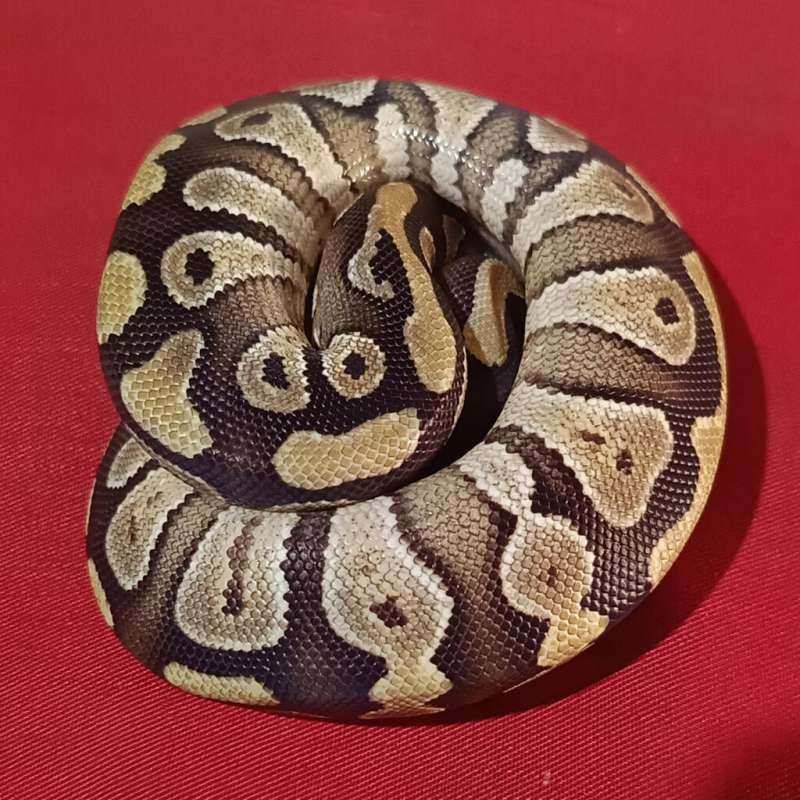 Mojave male