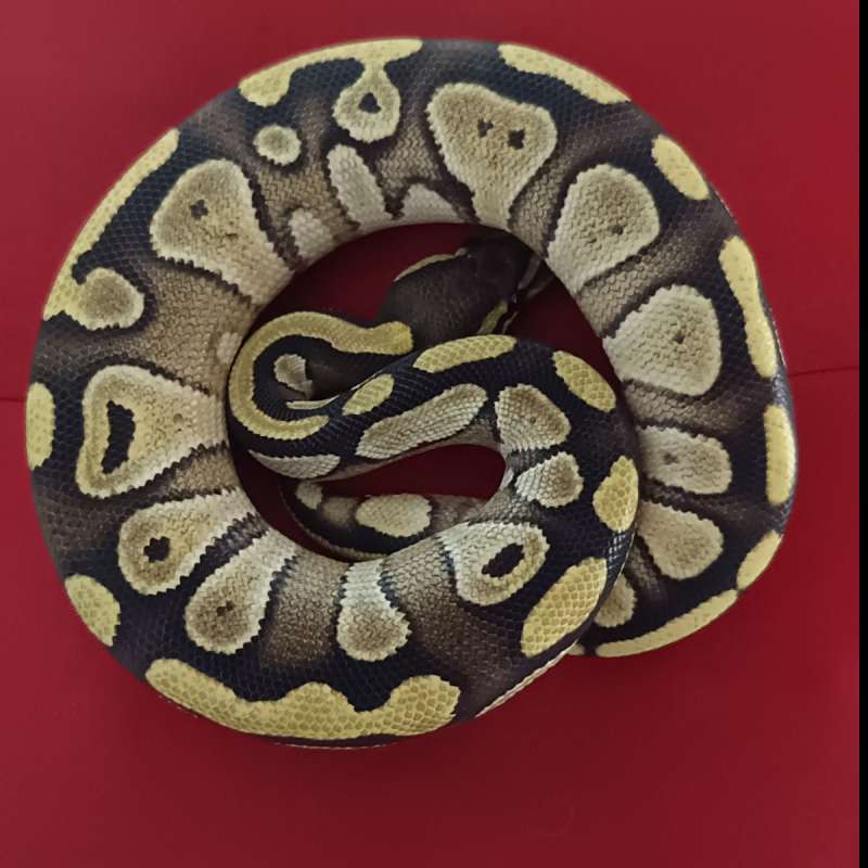 Mojave male