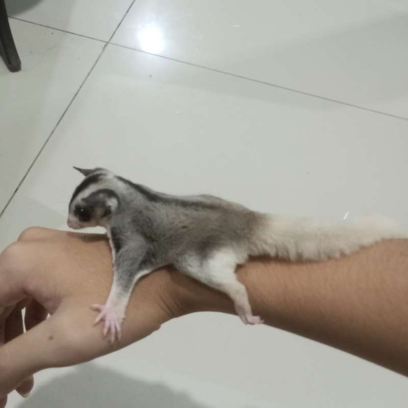 Sugar Glider