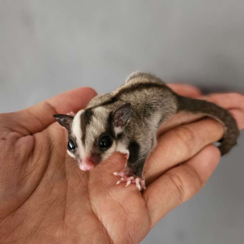 Sugar Glider Classic Grey