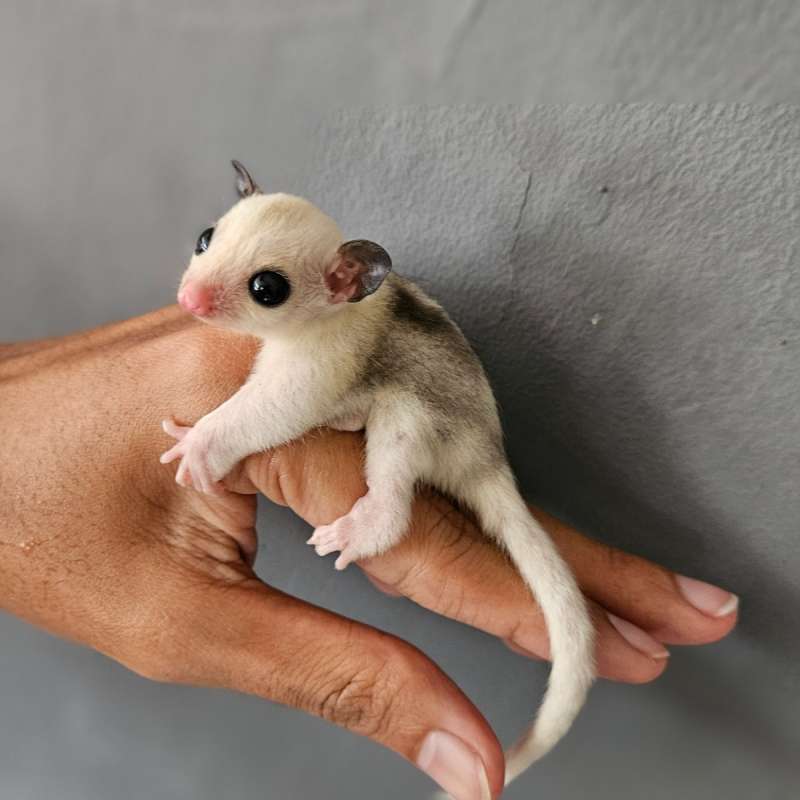 Sugar Glider Mozaik