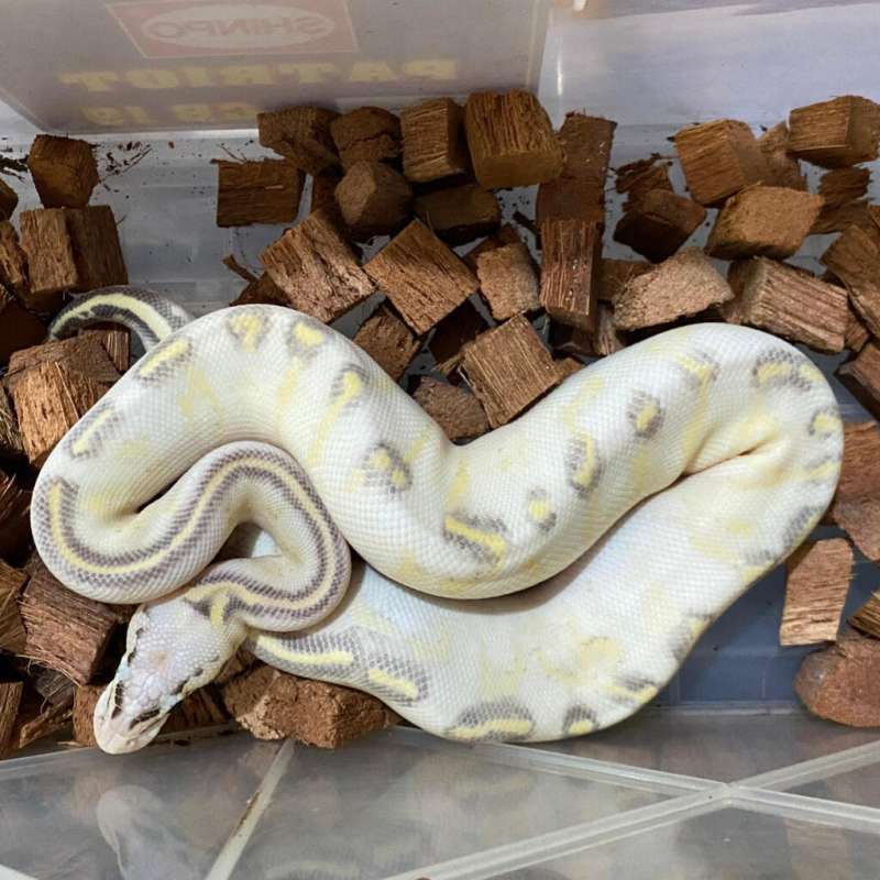 M Super Pastel Highway Ballpython