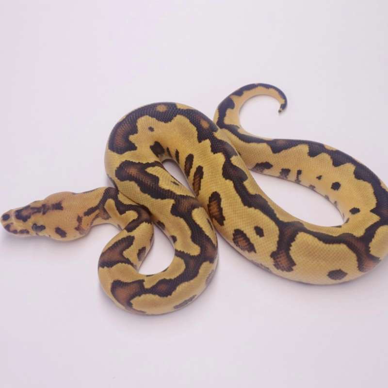 F fire leopard clown