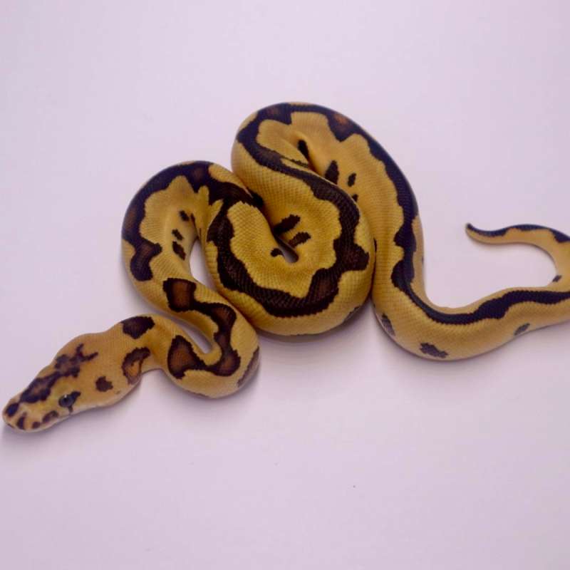 M fire leopard clown