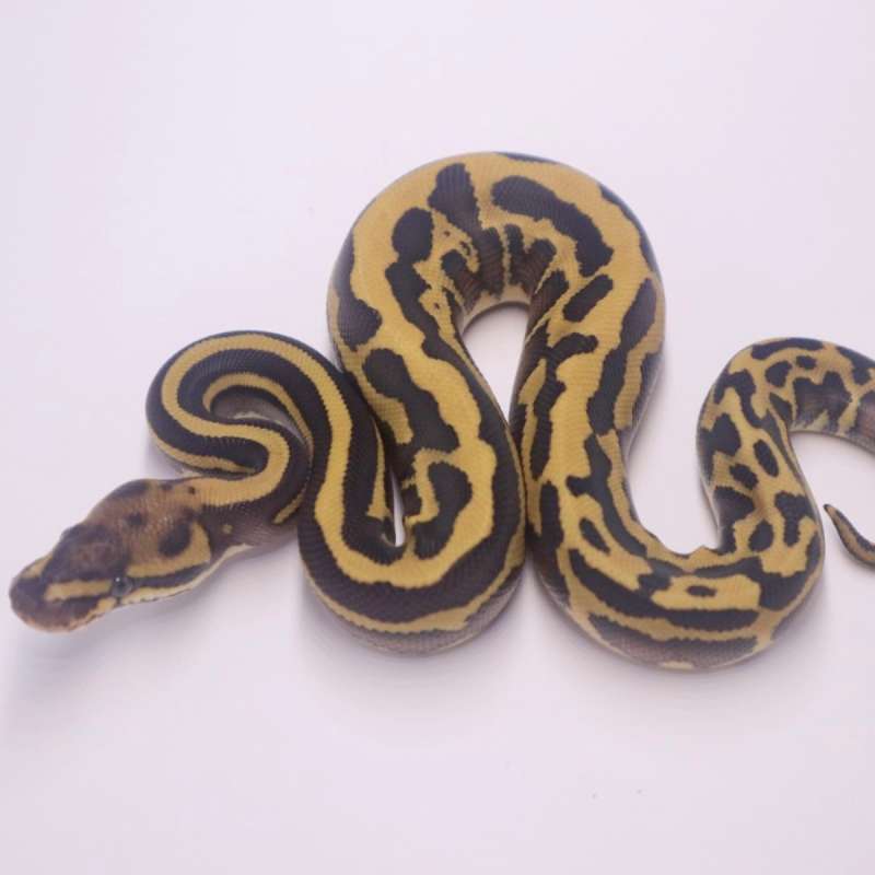 M leopard confusion fire lesser poss het clown