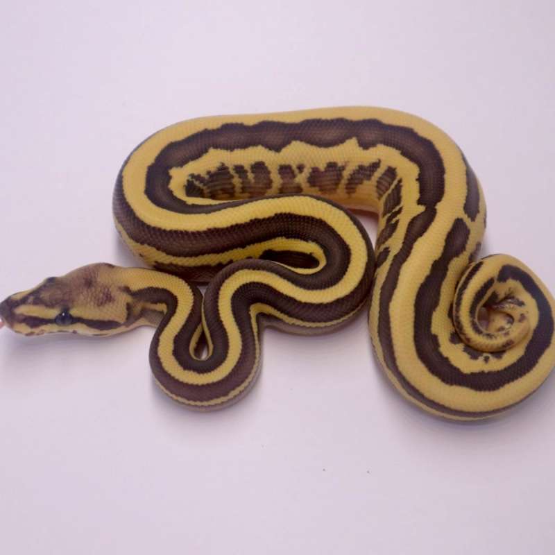 F leopard fire lesser poss het clown