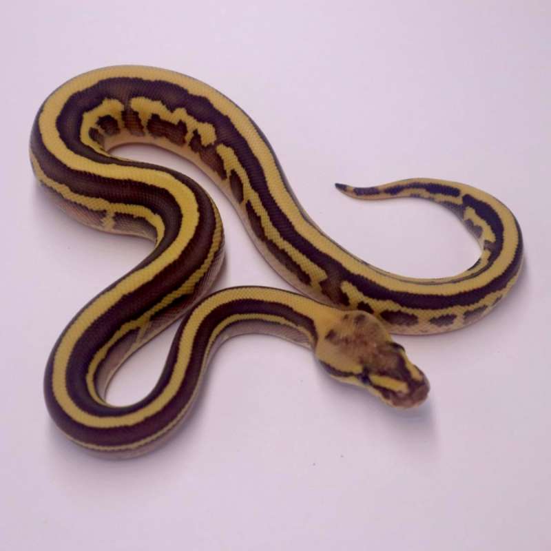 M leopard fire lesser poss het clown