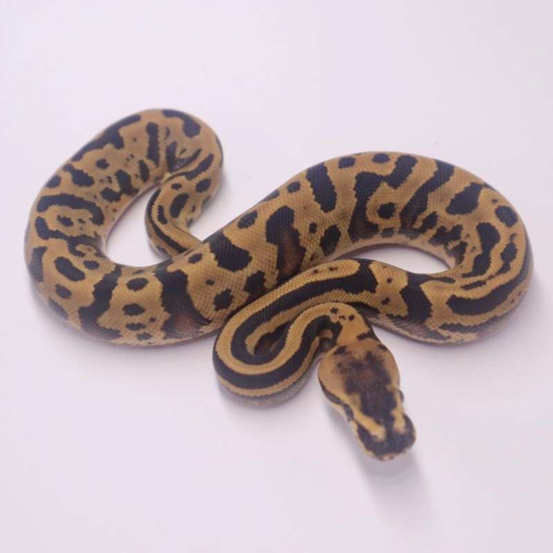 M leopard confusion fire poss het clown