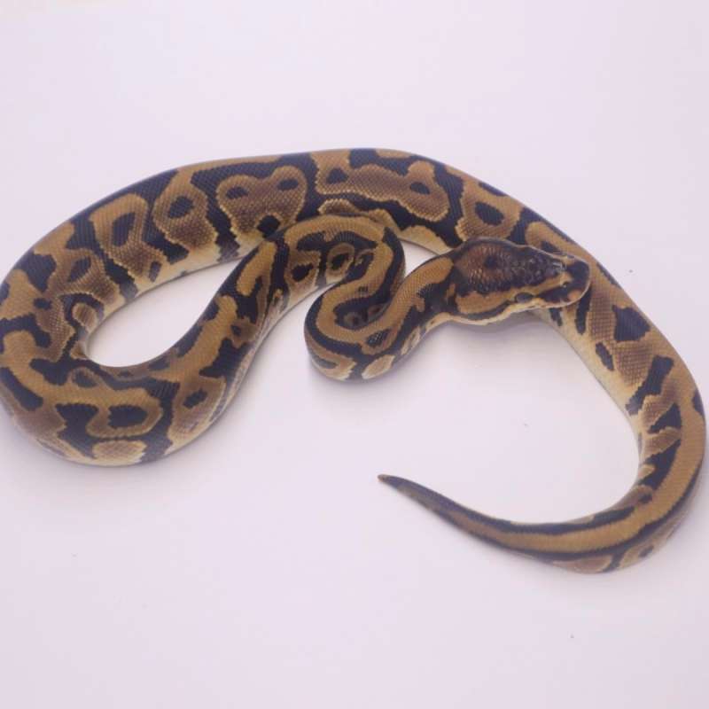 M leopard poss het clown