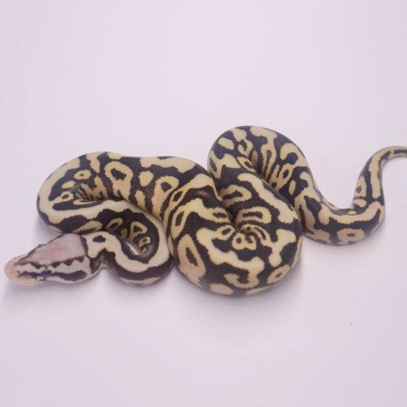 F firefly spotnose poss het desert ghost axanthic