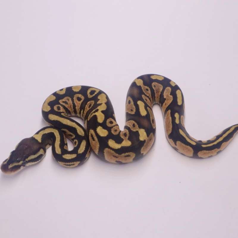 F pastel poss het desert ghost axanthic