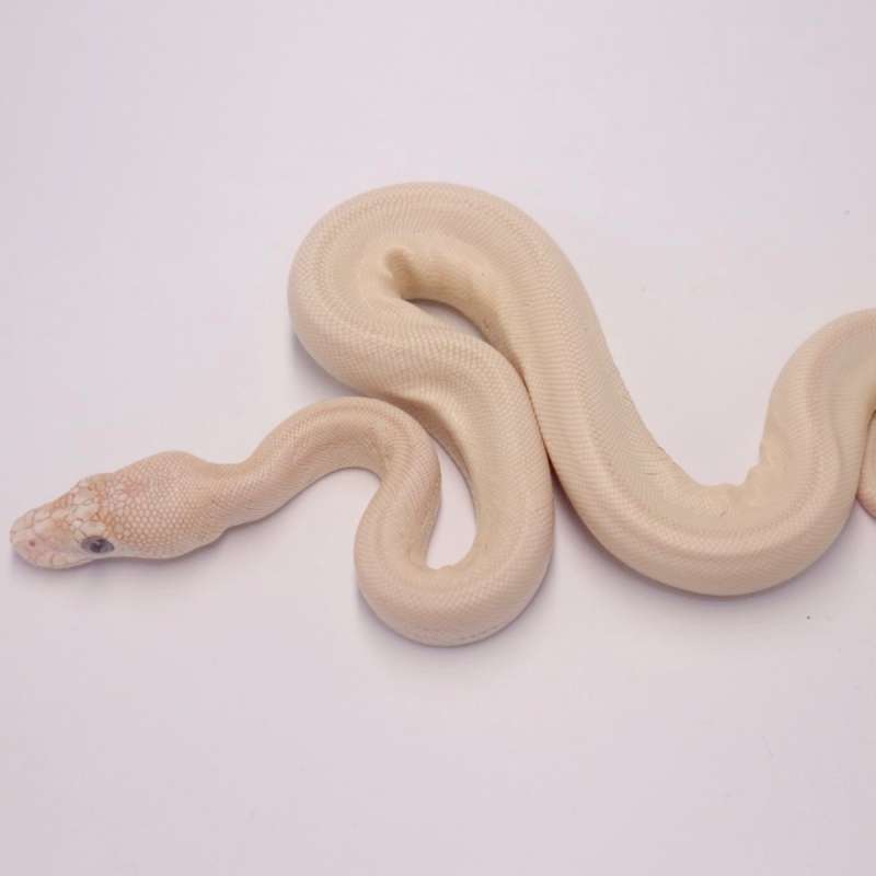 F blue eyed leucistic chocolate het hypo