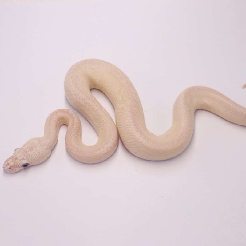 F blue eyed leucistic chocolate het hypo