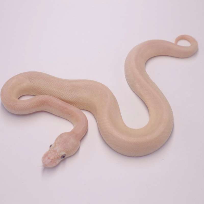 F blue eyed leucistic chocolate het hypo