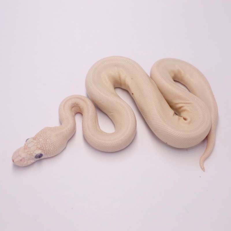 F blue eyed leucistic chocolate het hypo