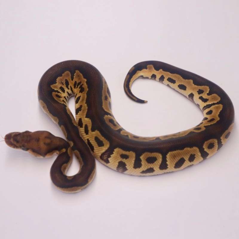 M blackhead clown het lavender