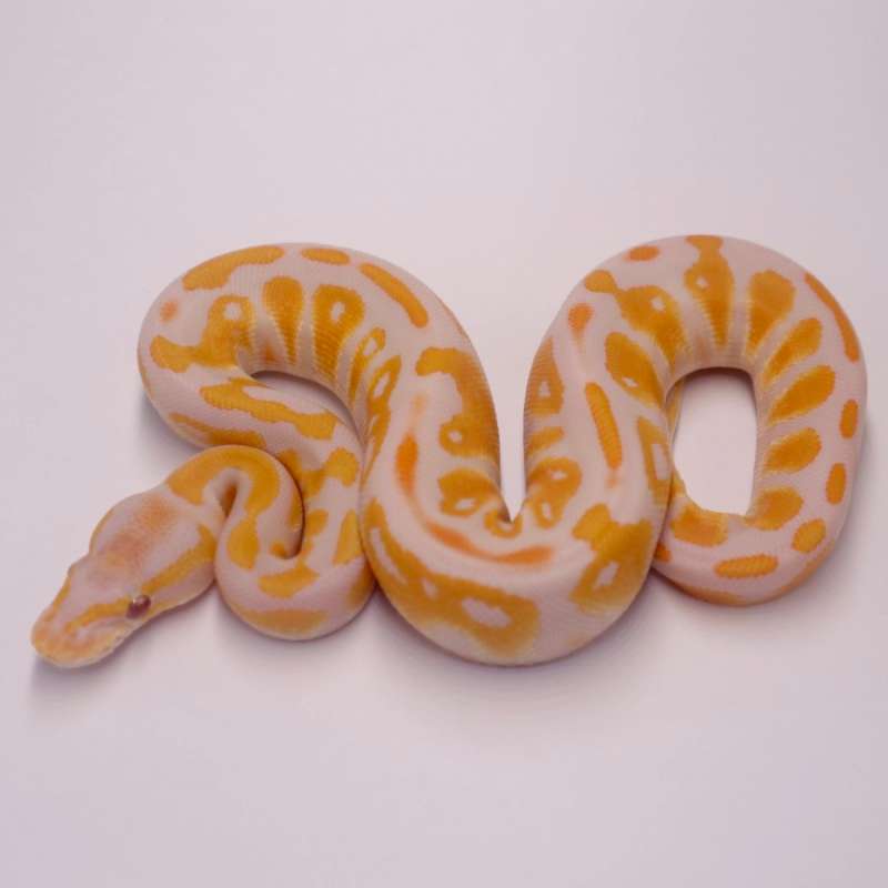 M blackhead lavender het clown