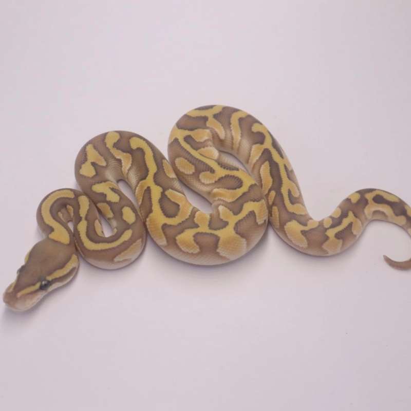 M chocolate lesser enchi hypo