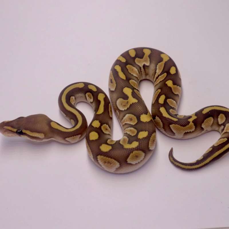 M chocolate lesser hypo