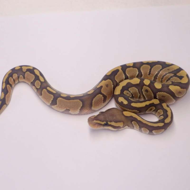 M chocolate enchi hypo