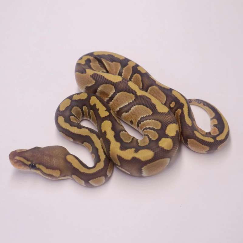 F chocolate enchi hypo