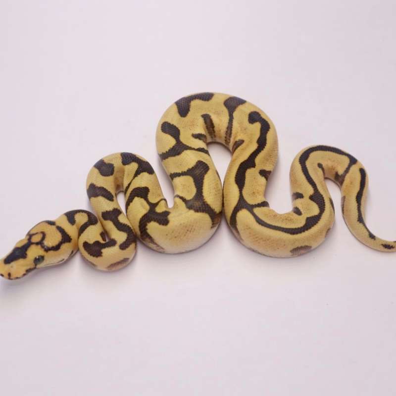 M spotnose enchi desert ghost clown