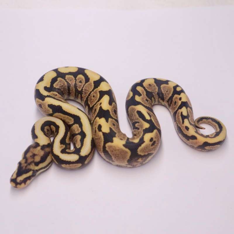 M spotnose yellow belly desert ghost poss het clown