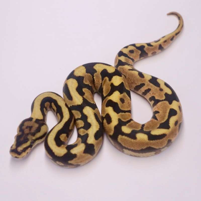 F spotnose enchi desert ghost poss het clown