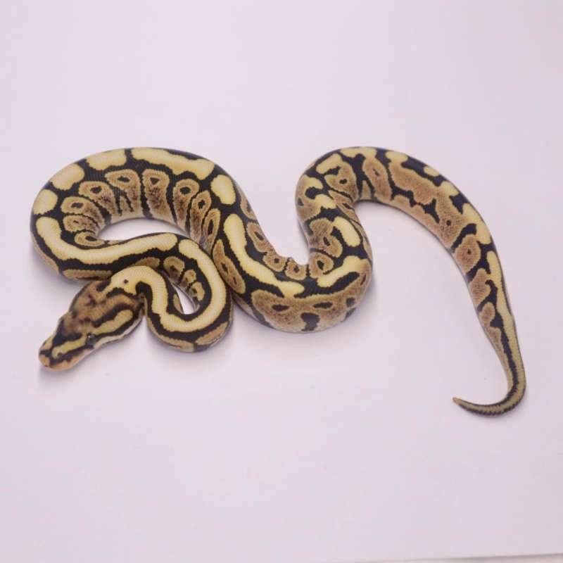 M spotnose desert ghost poss het clown