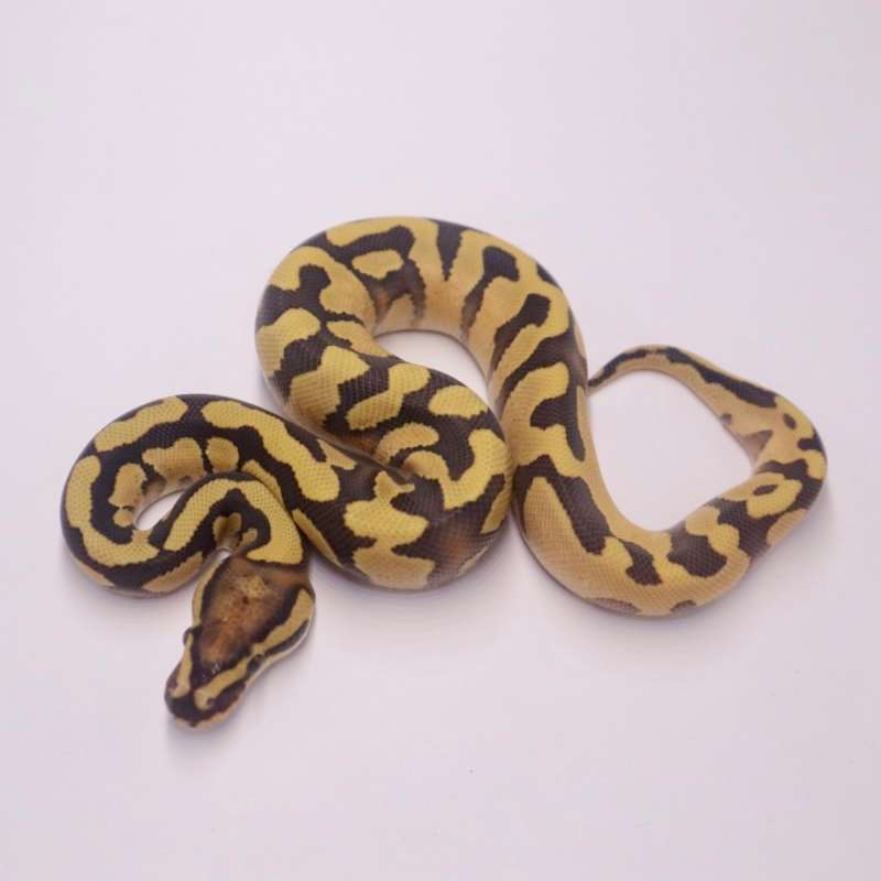 M enchi redstripe desert ghost poss het clown