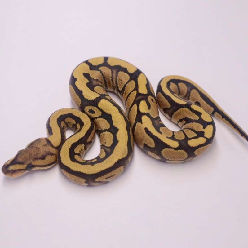 F redstripe desert ghost poss het clown