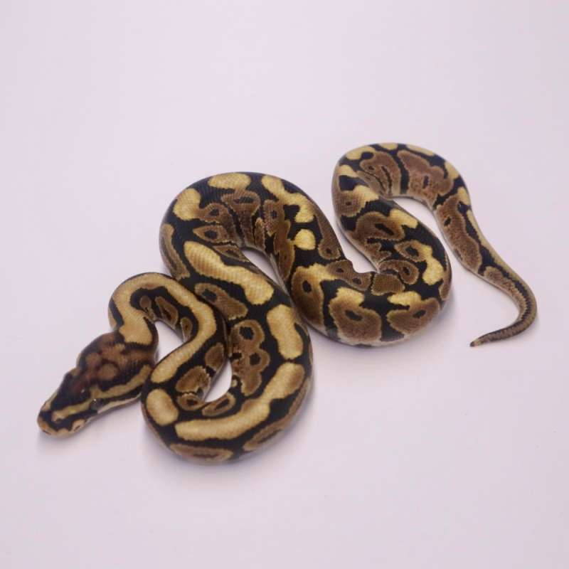 M spotnose het desert ghost poss het clown