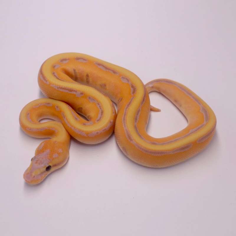 M banana enchi orange dream genetic stripe