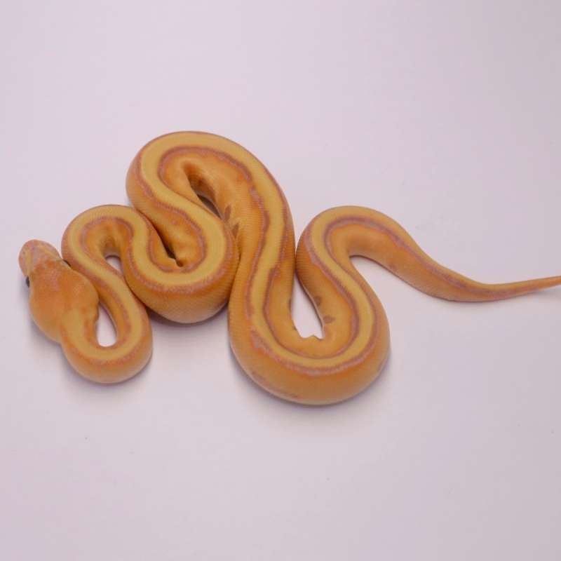 F banana orange dream genetic stripe